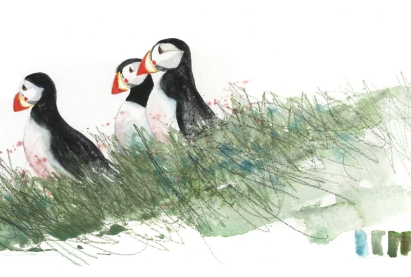 Norwegian Puffins