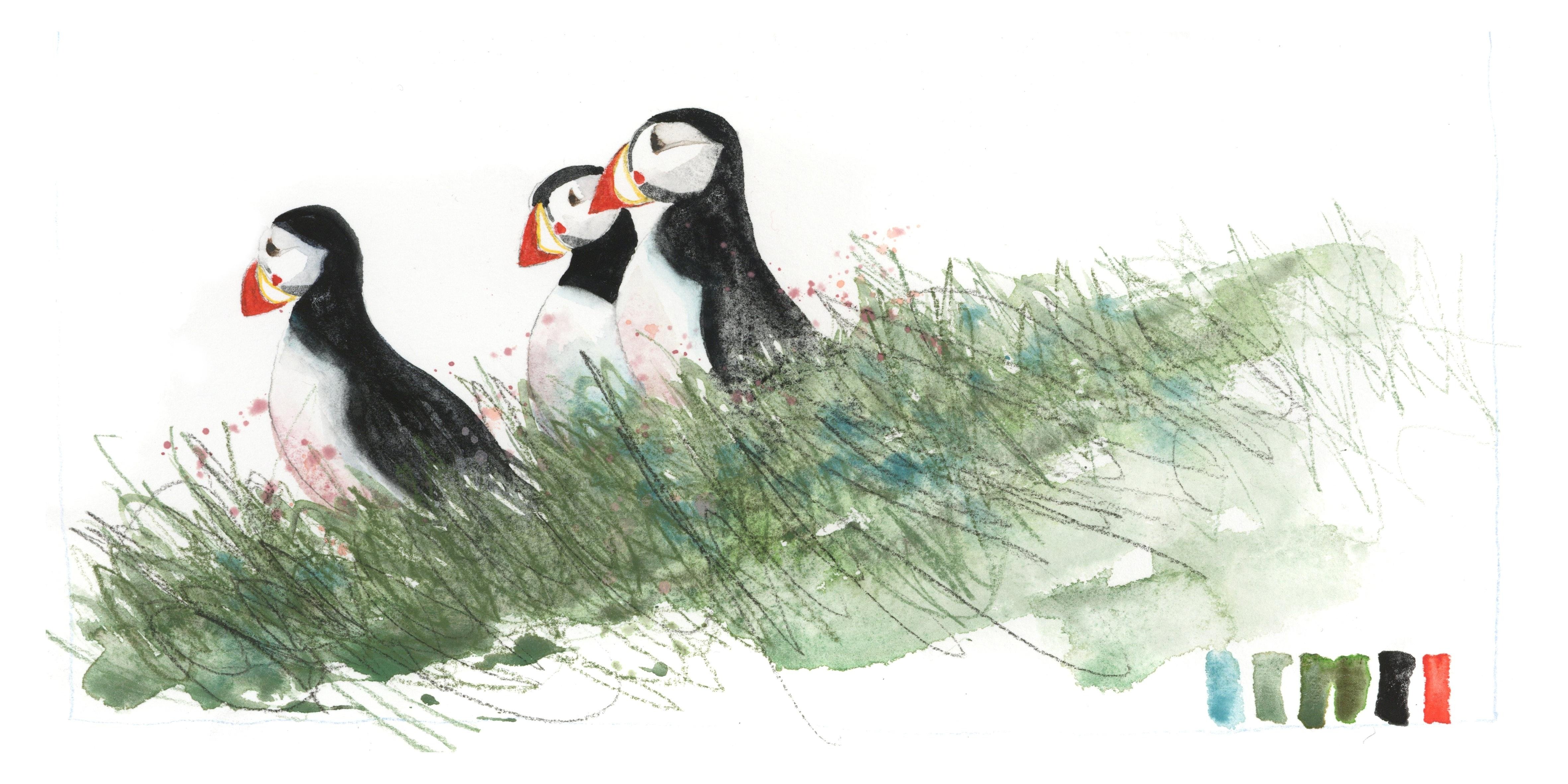 Norwegian Puffins - student project
