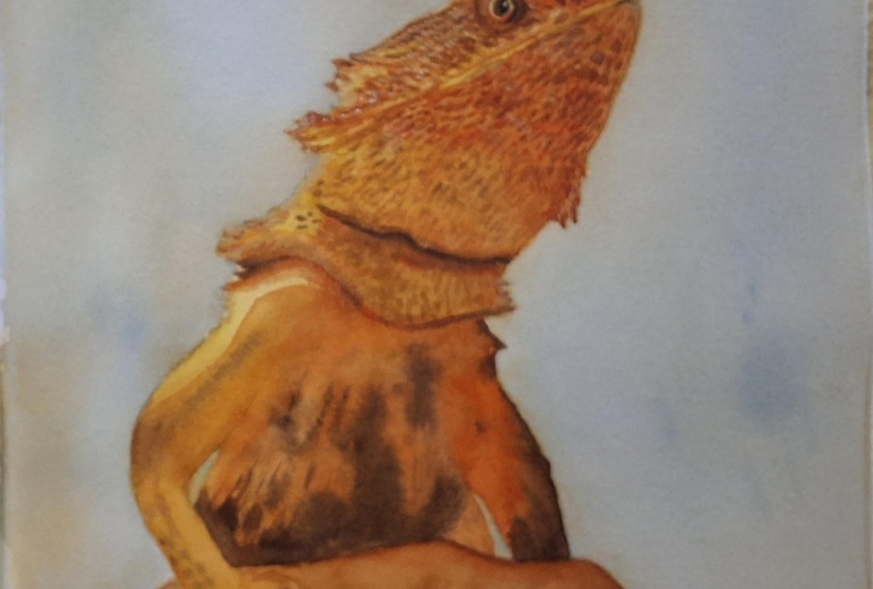 Bearded dragon