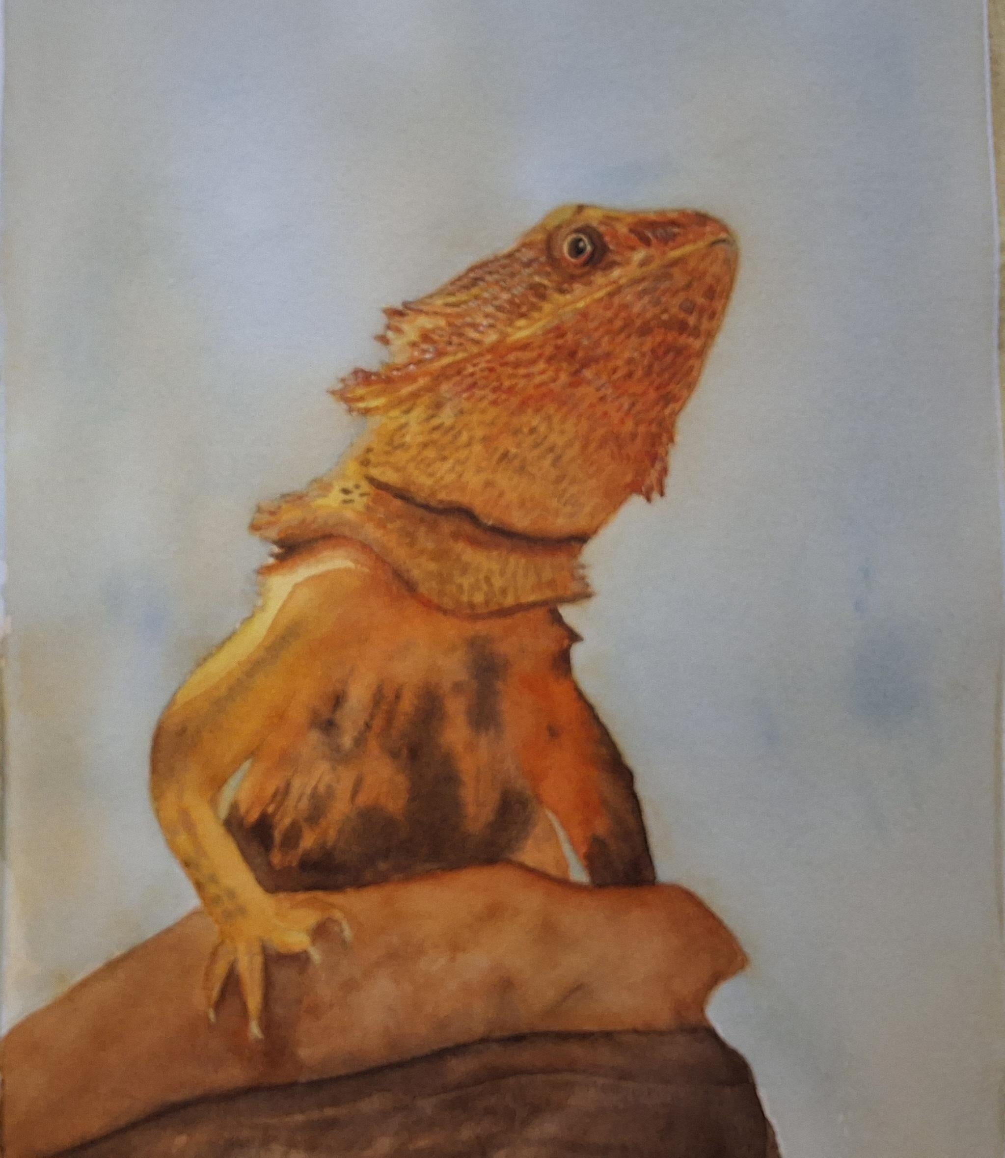 Bearded dragon - student project