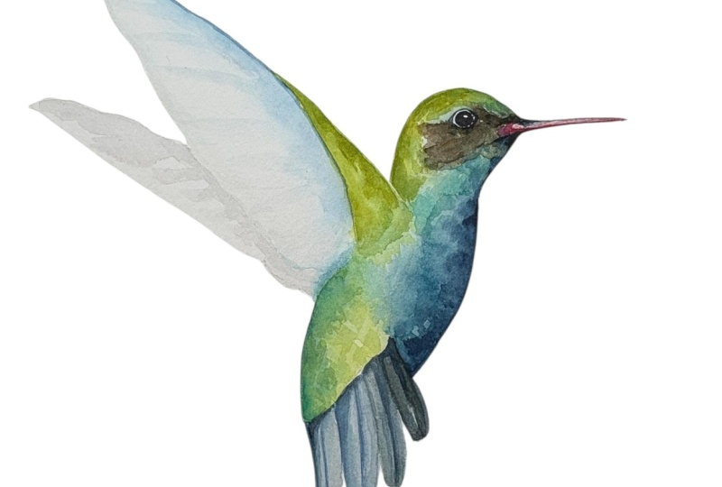 Hummingbird