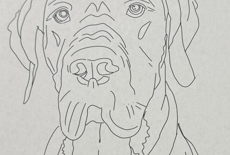 My pet sketches