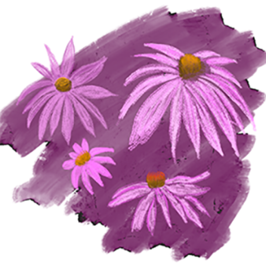 Purple Coneflower Gouache