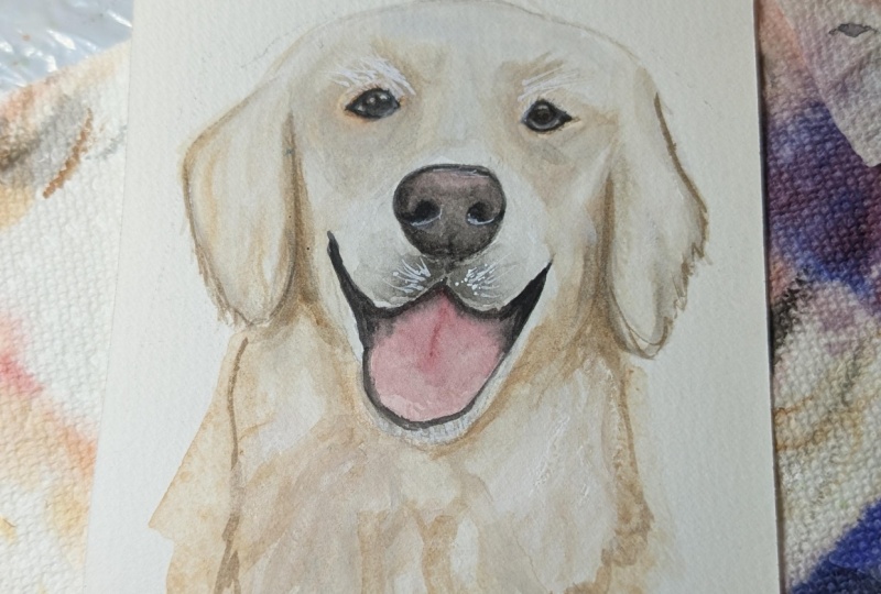 Golden retriever