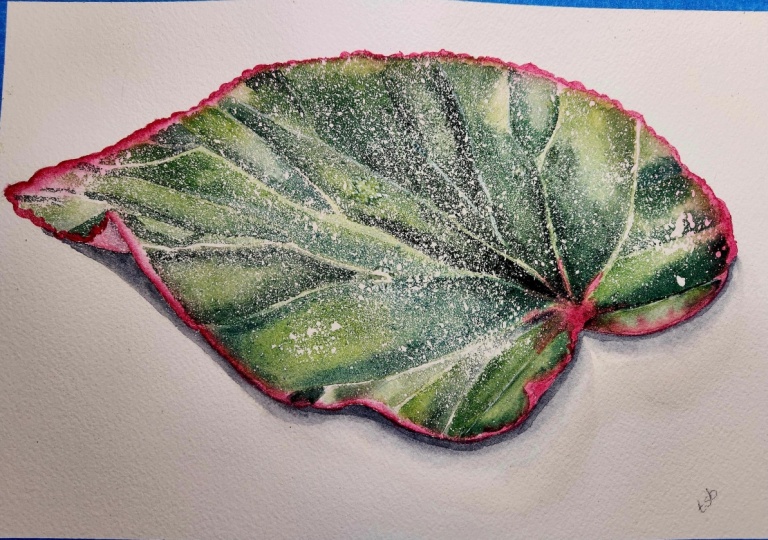 Begonia leaf