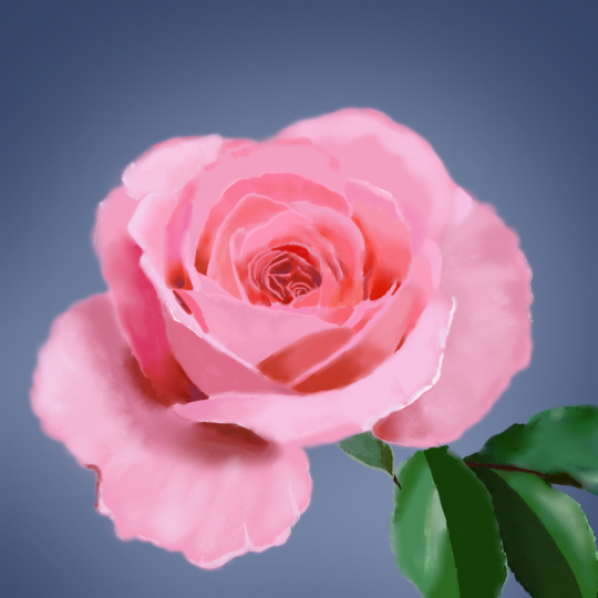 Pretty pink rose