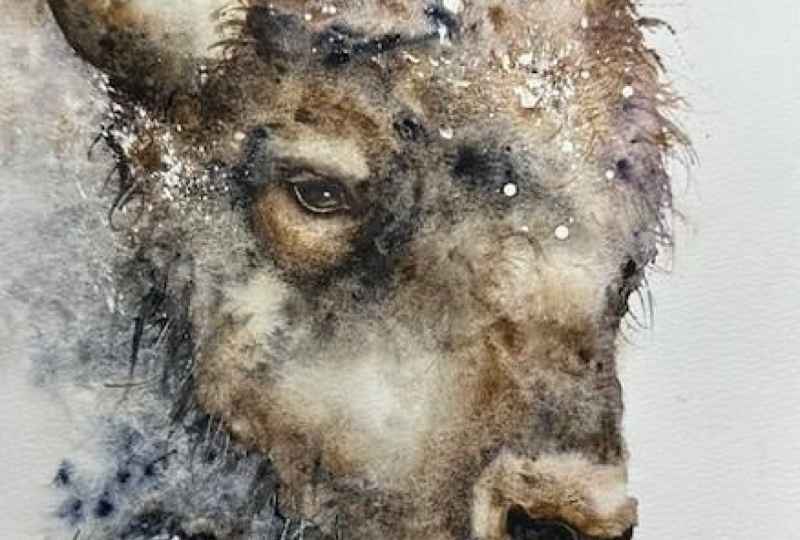 Bison