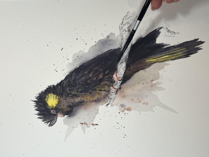 Yellow cockatoo