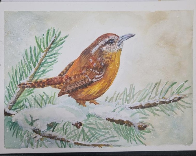 Carolina Wren