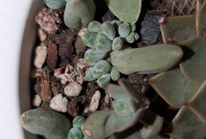 Succulent propagation