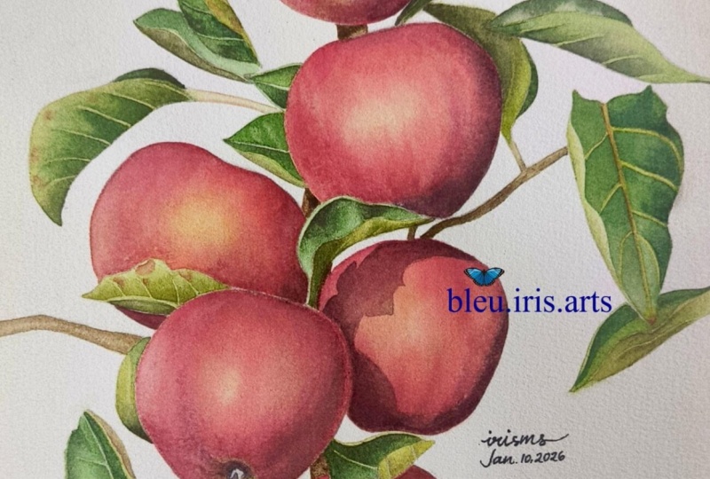 'Apples dappled in sunlight'