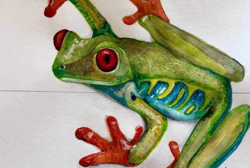 Red Eye Tree Frog