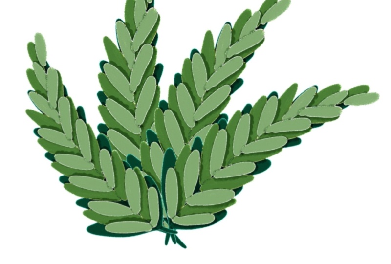Leaves