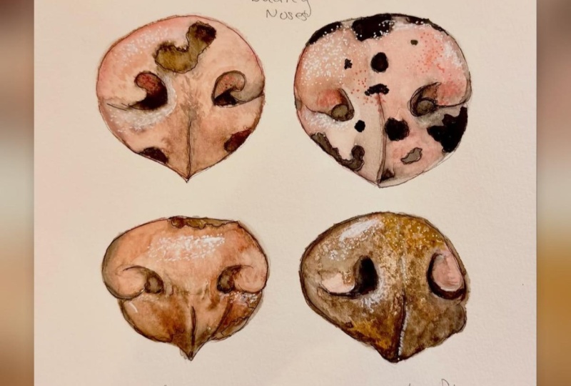 Noses!