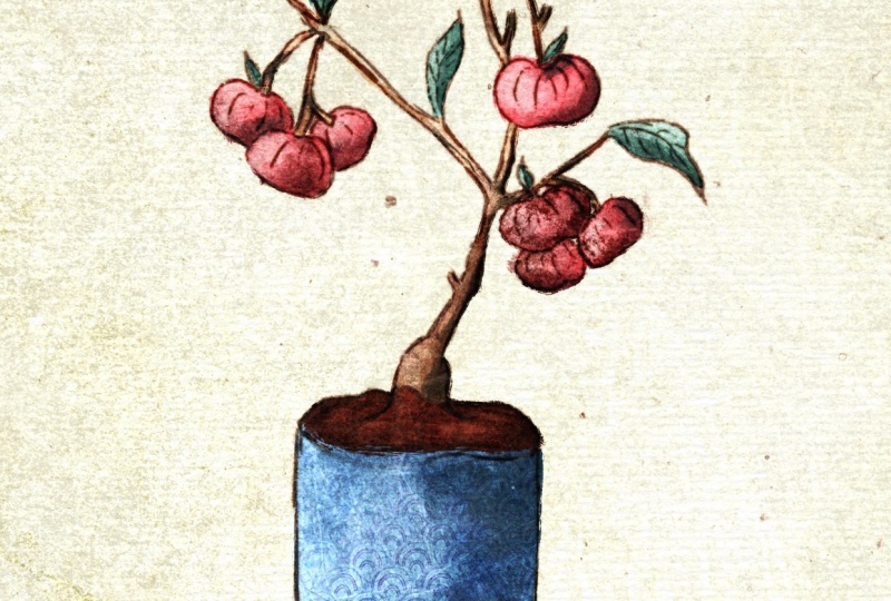 Fruit plant