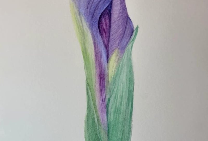 Iris bud painting