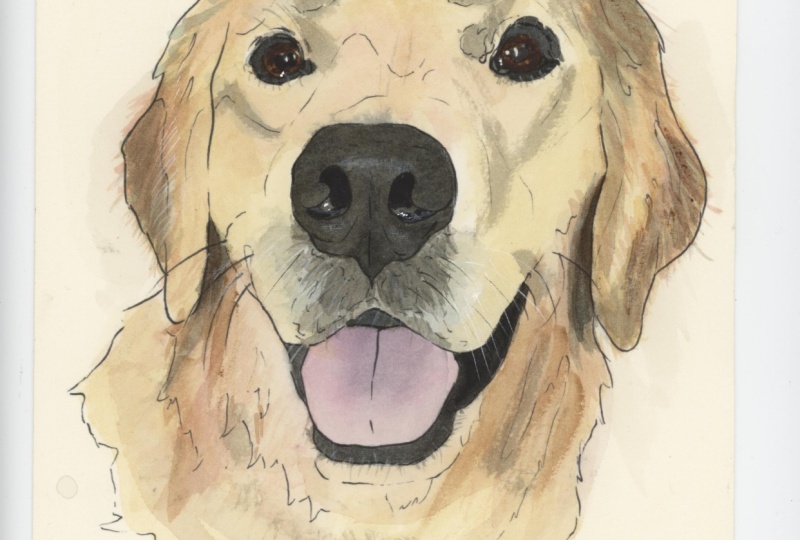 Golden Retriever