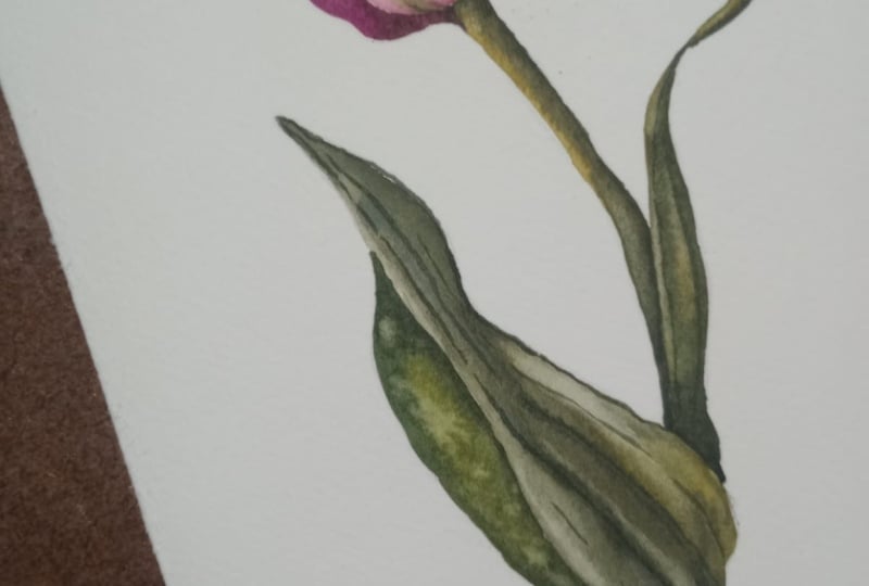 TULIPAS EM AQUARELA