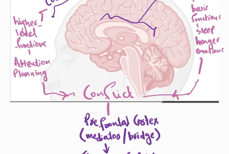 Brain