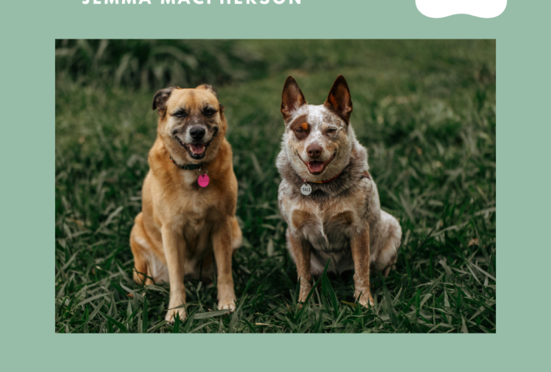 Create forever memories with your furry friends!