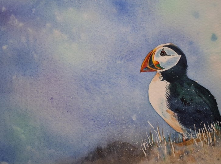 Expressive  puffin