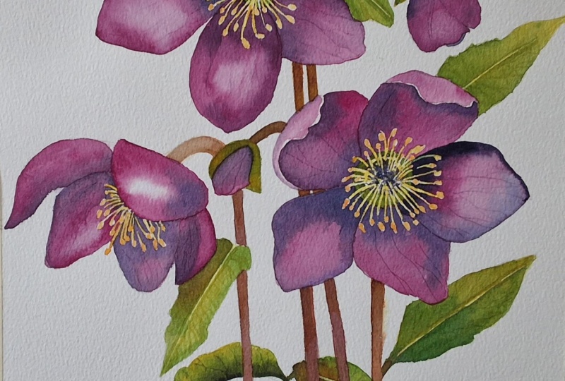 Watercolor  floral
