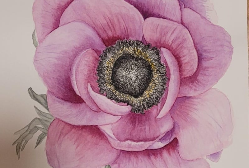 Anemone
