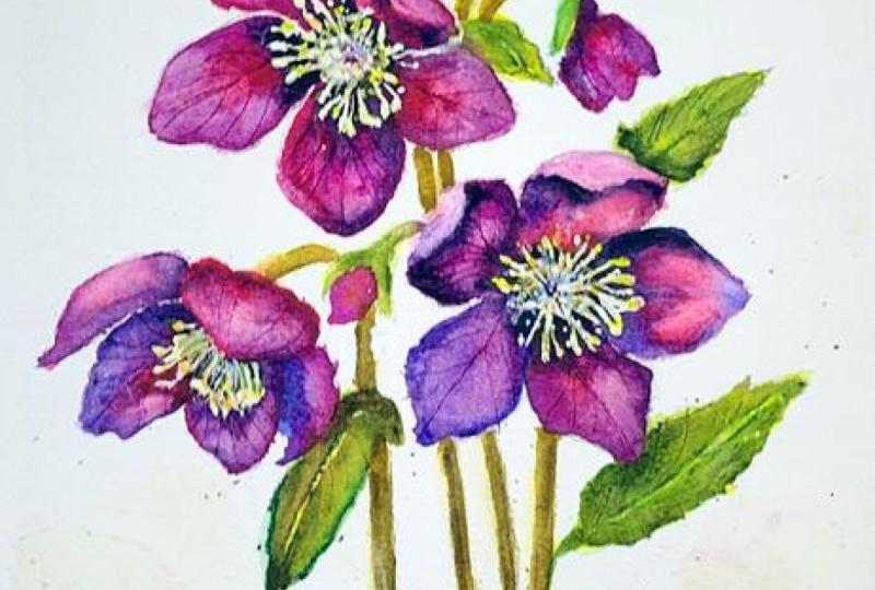 Hellebore Flowers to cheer us