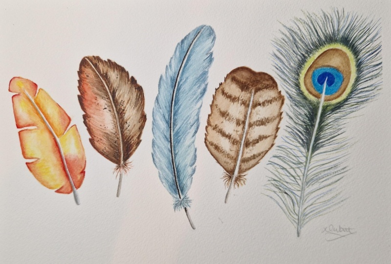 Five Beautiful Feathers