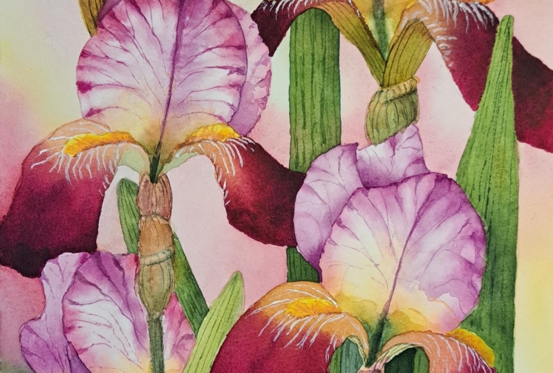 Bearded Irises