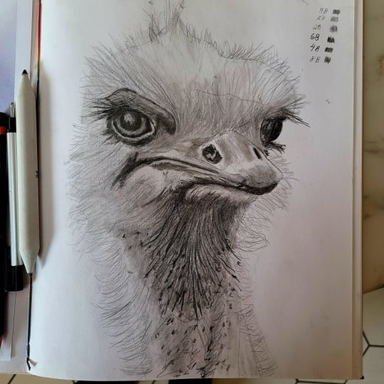 Drawing Basics Ostrich