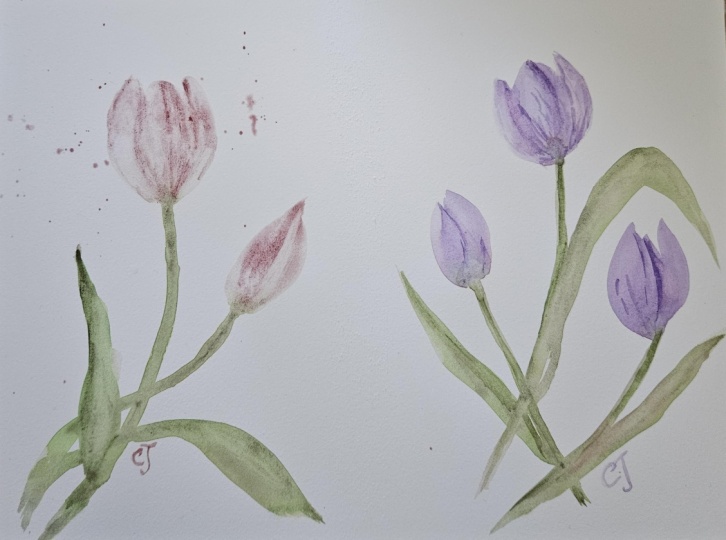 Tulips 020126