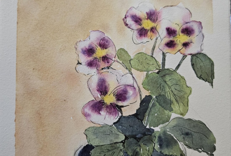 Pansies