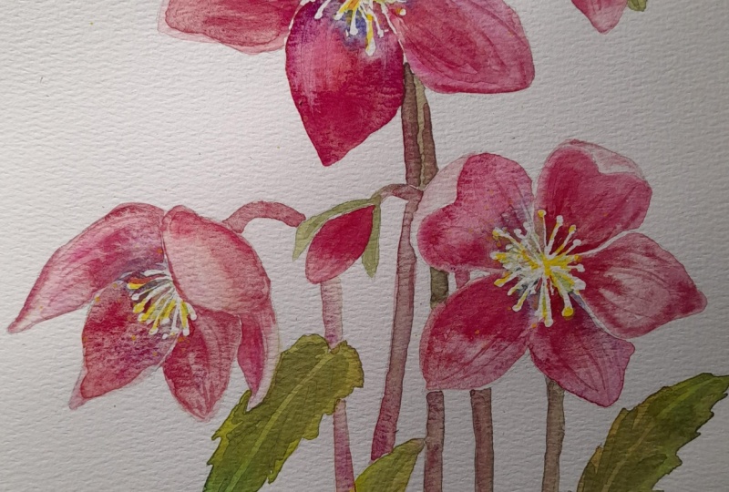 hellebore