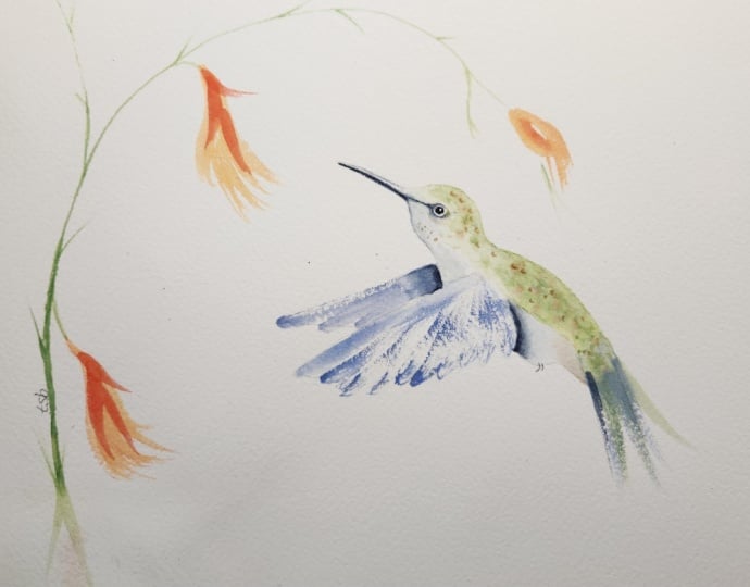 Hummingbird w Nadine