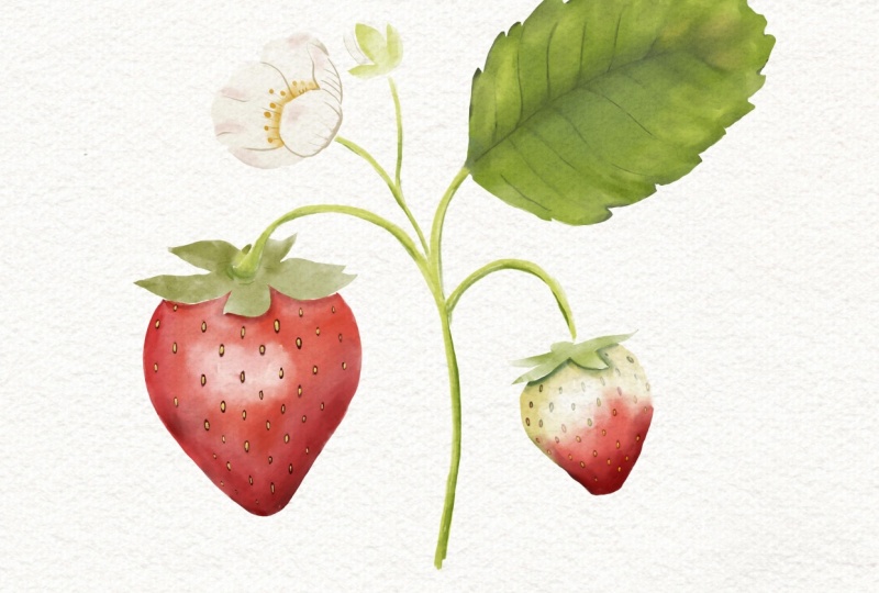 Strawberrys