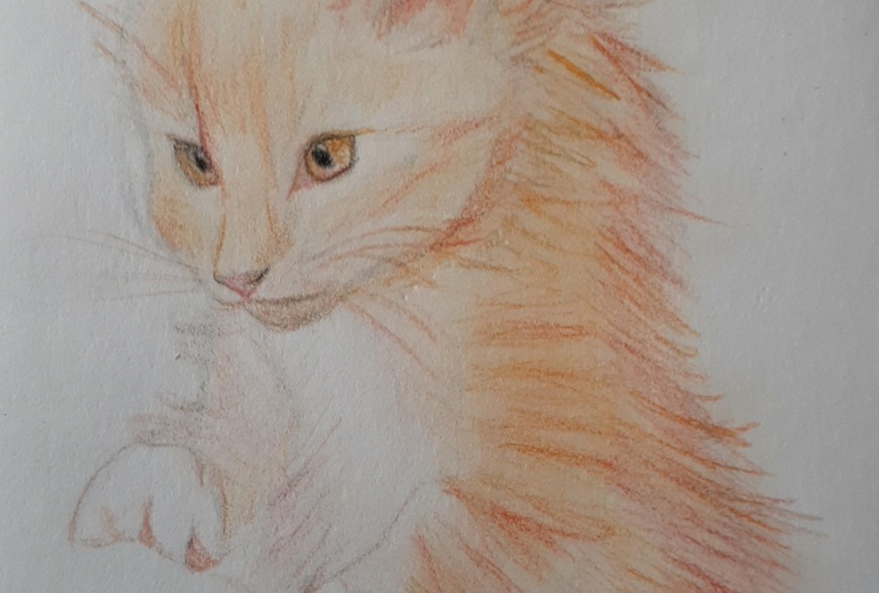 Fiery the Noble Kitty