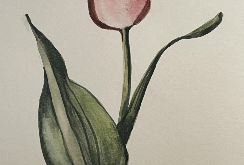 Tulipes roses à l'aquarelle