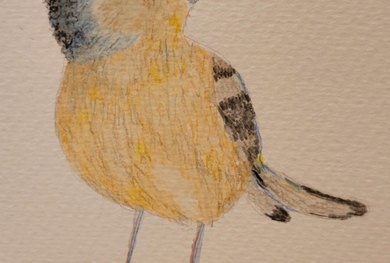 Colorful bird