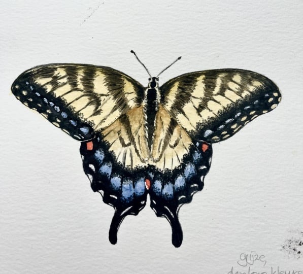 Butterfly