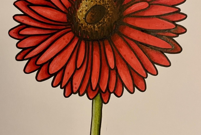 Red Daisy