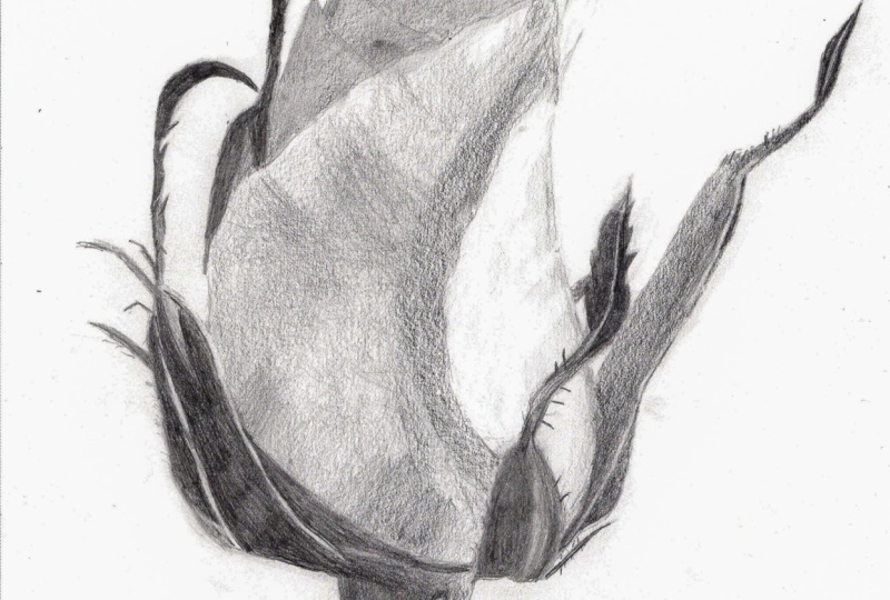Drawing a Rose Project