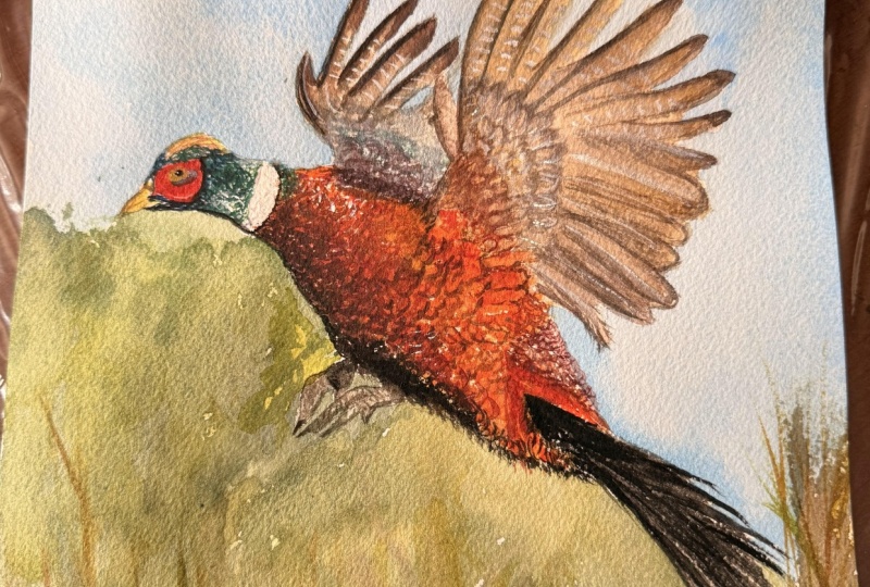 Another Bird