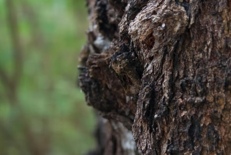 Nature Photography