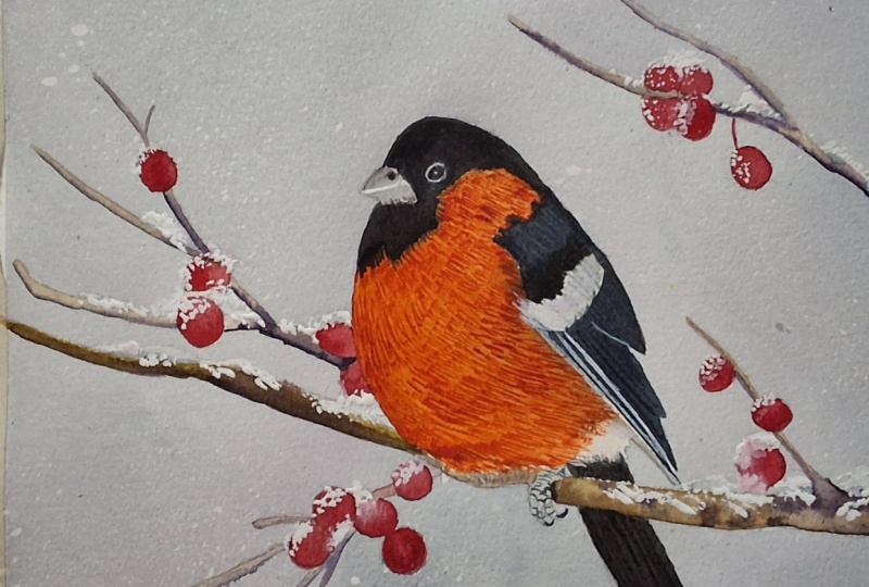 My chunky  bullfinch