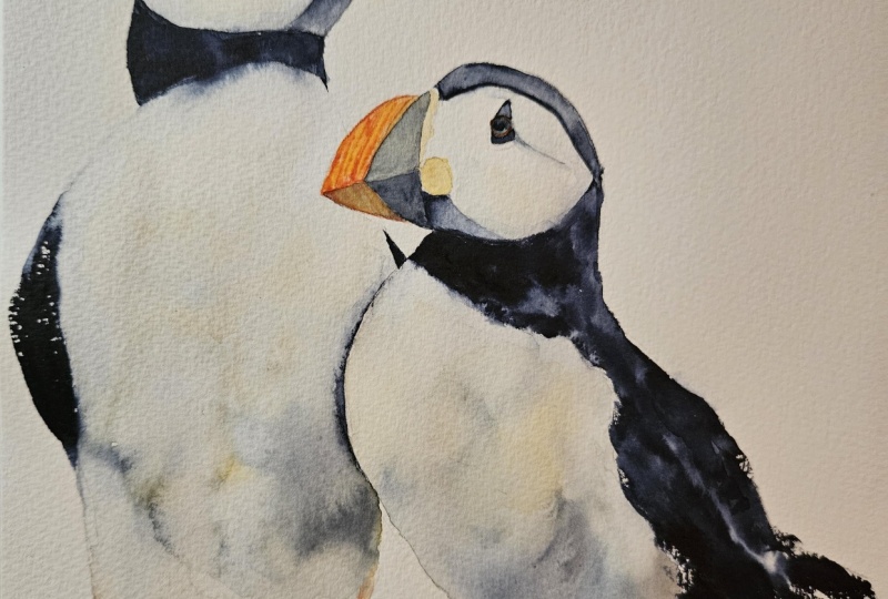 PUFFINS 021626
