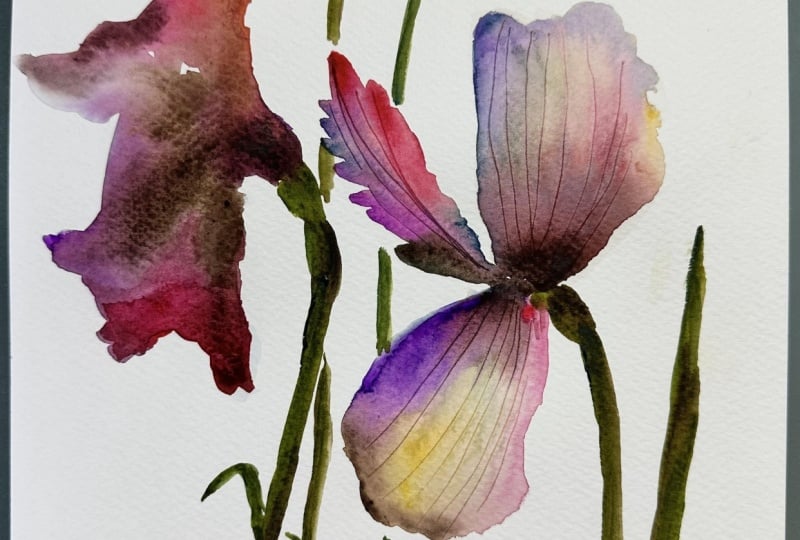 Loose Iris Flowers - 2 paintings