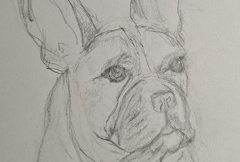 French Bulldog Portrait