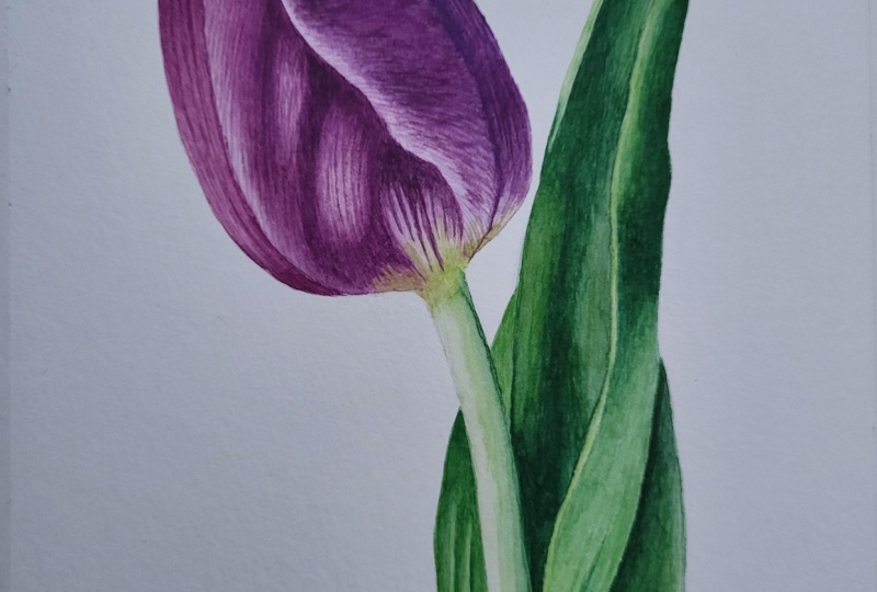Watercolor Tulip