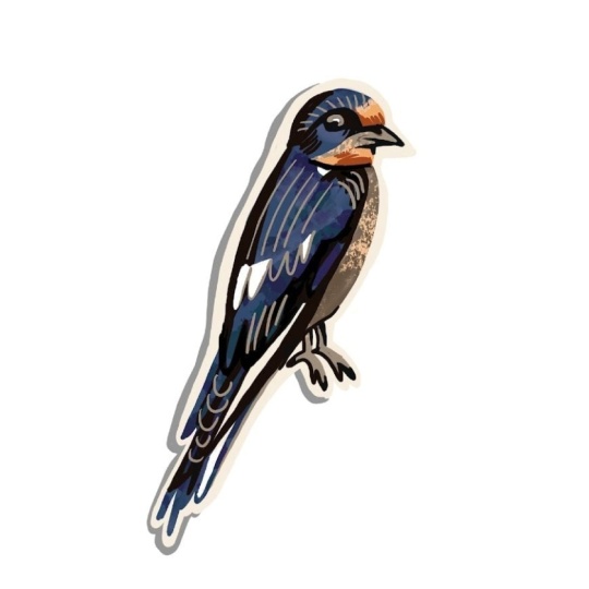 Barn Swallow